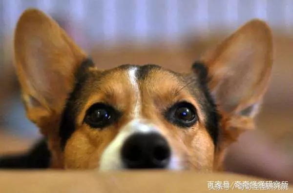 狗狗在你面前曬肚皮,可不光是在撒嬌,還有另一層意思
