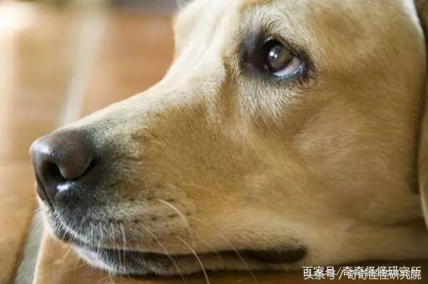 狗狗在你面前曬肚皮,可不光是在撒嬌,還有另一層意思
