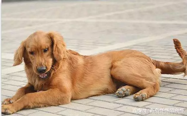 狗狗在你面前曬肚皮,可不光是在撒嬌,還有另一層意思