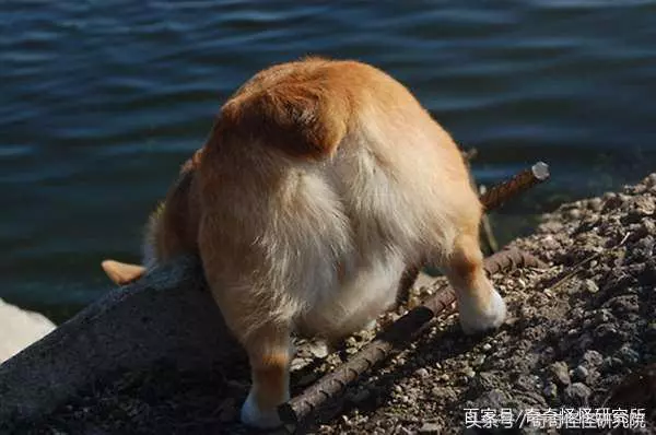 狗狗在你面前曬肚皮,可不光是在撒嬌,還有另一層意思