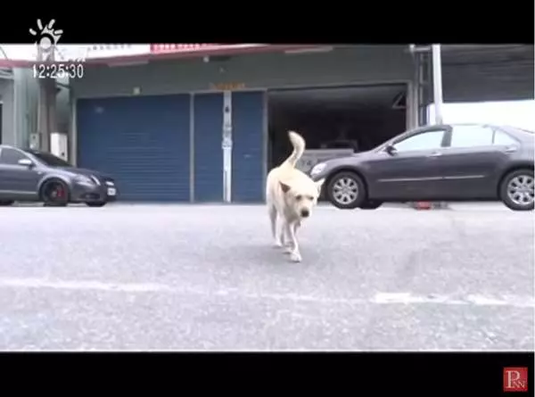 爺爺走失30多小時,忠犬始終陪在身邊...其實4年前,它還曾救奶奶一命!