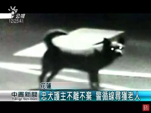 爺爺走失30多小時,忠犬始終陪在身邊...其實4年前,它還曾救奶奶一命!