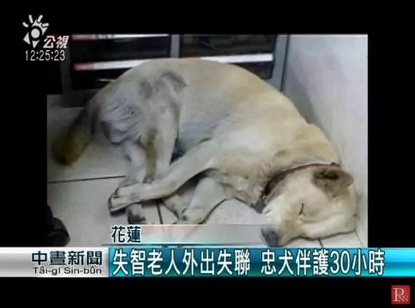 爺爺走失30多小時,忠犬始終陪在身邊...其實4年前,它還曾救奶奶一命!
