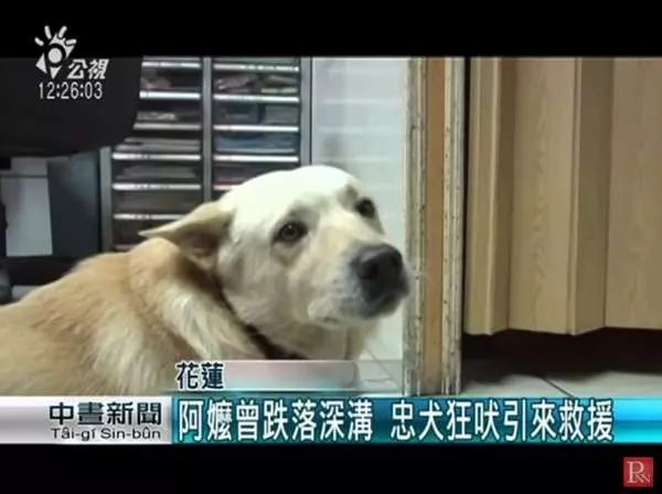 爺爺走失30多小時,忠犬始終陪在身邊...其實4年前,它還曾救奶奶一命!