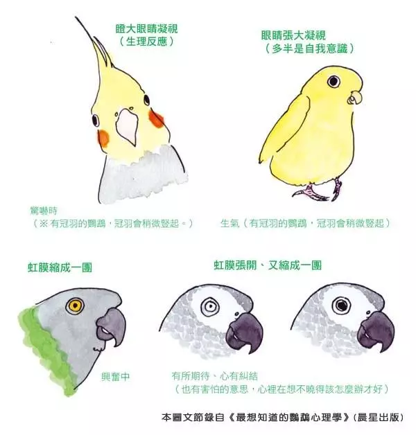 你知道嗎?鸚鵡的「這些動作」,都透露出牠心情的好壞哦!