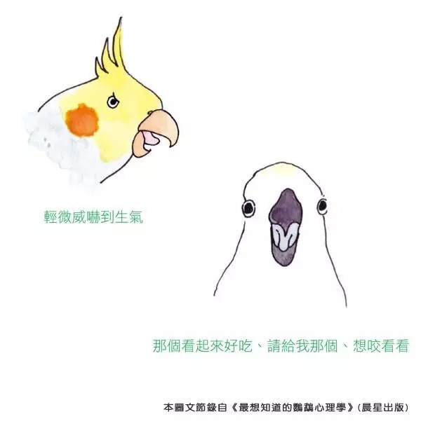 你知道嗎?鸚鵡的「這些動作」,都透露出牠心情的好壞哦!
