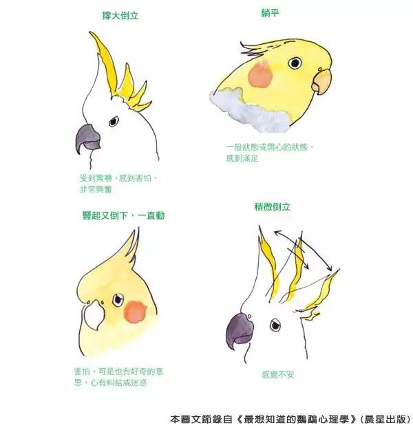 你知道嗎?鸚鵡的「這些動作」,都透露出牠心情的好壞哦!