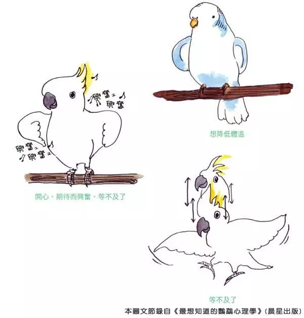 你知道嗎?鸚鵡的「這些動作」,都透露出牠心情的好壞哦!