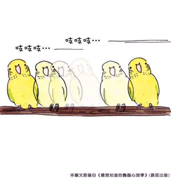 你知道嗎?鸚鵡的「這些動作」,都透露出牠心情的好壞哦!