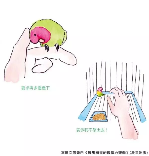 你知道嗎?鸚鵡的「這些動作」,都透露出牠心情的好壞哦!