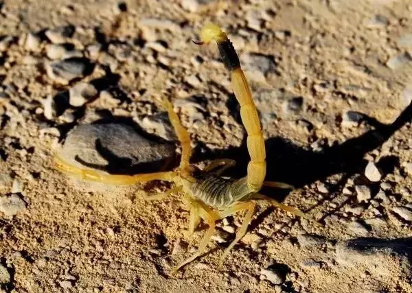 世界最可怕的25 種動物,遇見了要躲開