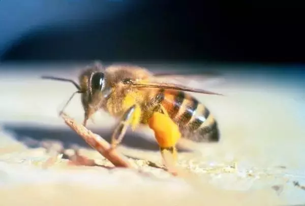 世界最可怕的25 種動物,遇見了要躲開