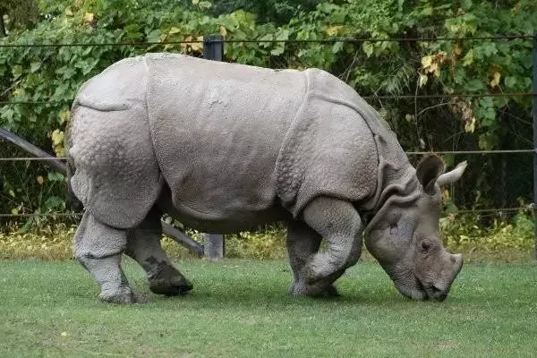 世界最可怕的25 種動物,遇見了要躲開