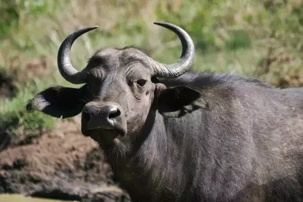世界最可怕的25 種動物,遇見了要躲開