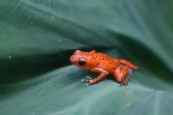 世界最可怕的25 種動物,遇見了要躲開