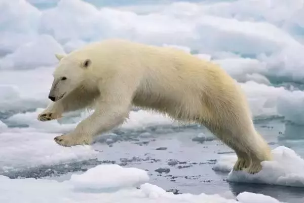 世界最可怕的25 種動物,遇見了要躲開
