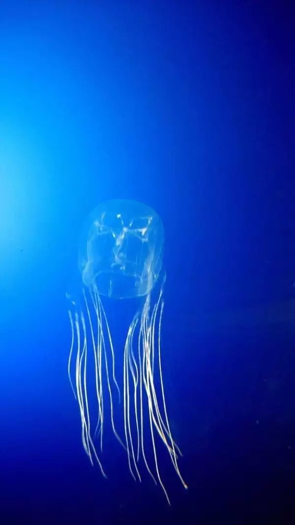 世界最可怕的25 種動物,遇見了要躲開
