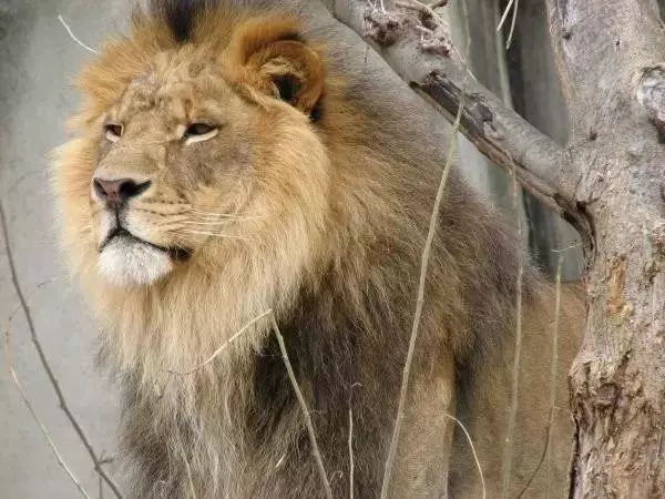 世界最可怕的25 種動物,遇見了要躲開