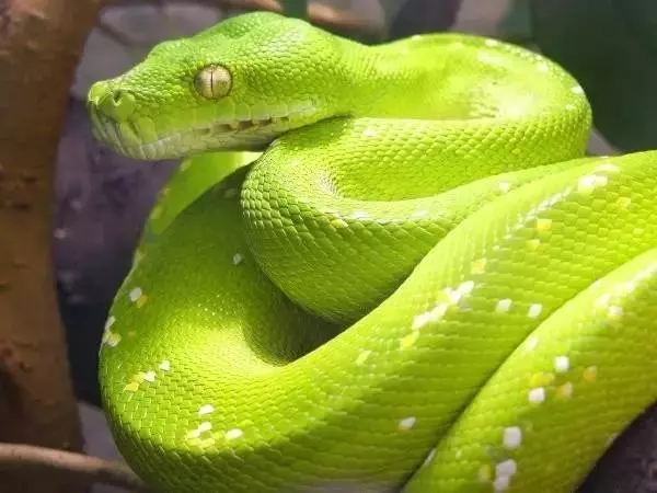 世界最可怕的25 種動物,遇見了要躲開