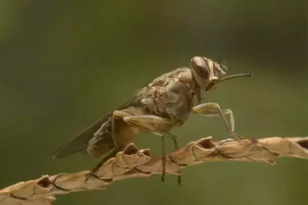 世界最可怕的25 種動物,遇見了要躲開