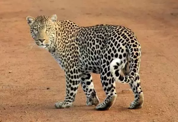 世界最可怕的25 種動物,遇見了要躲開