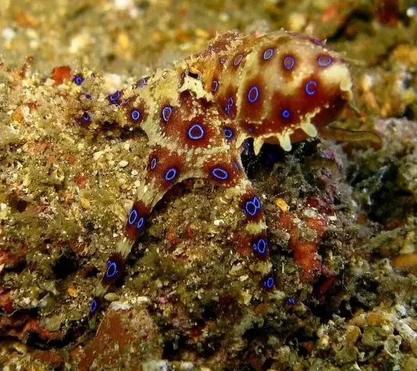 世界最可怕的25 種動物,遇見了要躲開