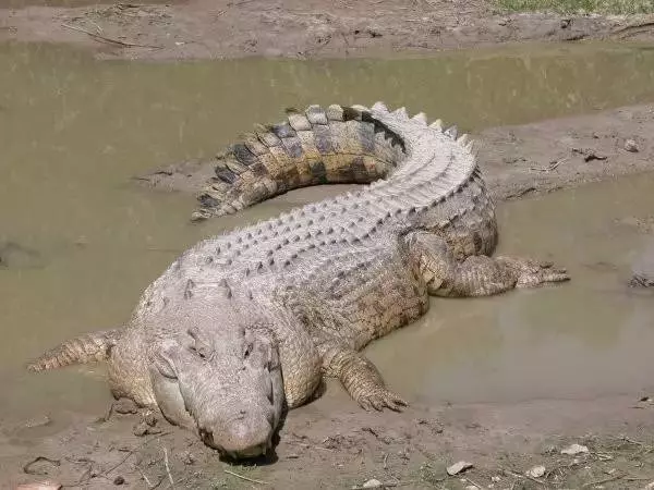 世界最可怕的25 種動物,遇見了要躲開
