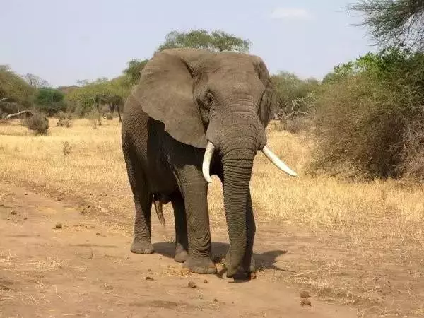 世界最可怕的25 種動物,遇見了要躲開