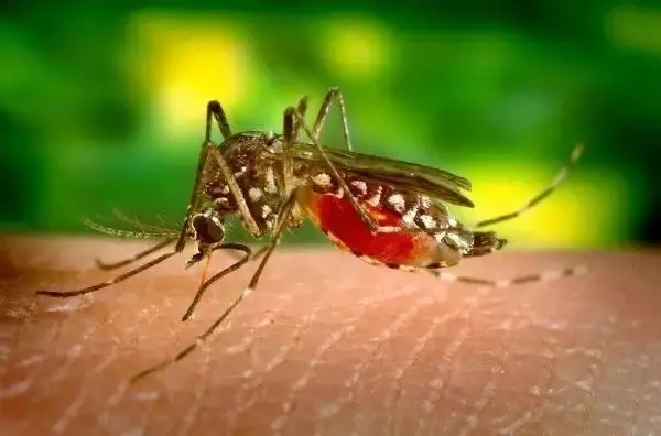 世界最可怕的25 種動物,遇見了要躲開