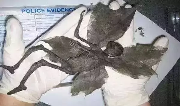 曾經瘋傳的20張假圖片,你是不是也被騙過呢?