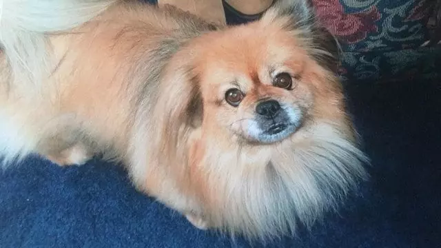 和19年愛犬「最後道別」!主人忍不住潰堤「汪汪溫柔幫擦淚」...一切都會沒事的QQ