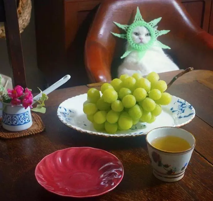 好大膽!喵皇被水果套徹底玩壞 「頂著自由女神頭」吃肉泥:朕無所謂了~