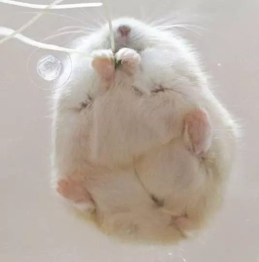 20 張超可愛的動物照片~看完後心都快被融化了~