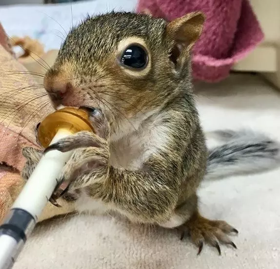 20 張超可愛的動物照片~看完後心都快被融化了~