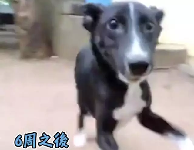 無毛流浪狗躲麻布袋裡,獲救後6周變化驚人,網友驚呼快樂天使