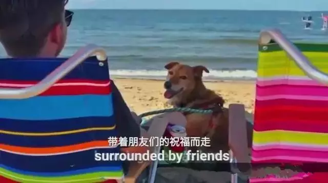 被困樹下十二年,獲得自由後卻只能活2周的狗狗,為何安然離世?