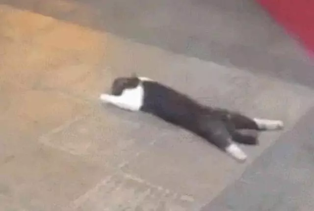 奶牛貓被主人揍一頓就不見了,找到時,這傢伙姿勢讓人笑噴
