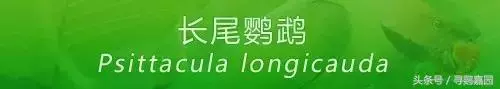 中國原生的七種鸚鵡,如今國內瀕危,卻在國外成災,被列入害鳥