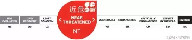 中國原生的七種鸚鵡,如今國內瀕危,卻在國外成災,被列入害鳥