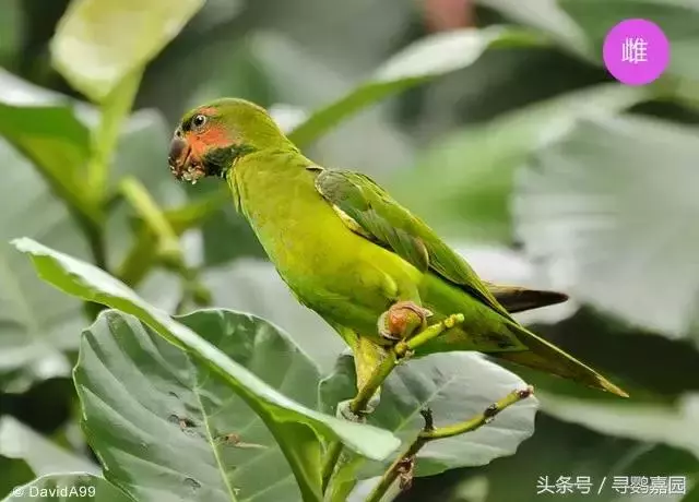中國原生的七種鸚鵡,如今國內瀕危,卻在國外成災,被列入害鳥