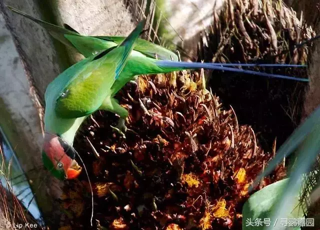 中國原生的七種鸚鵡,如今國內瀕危,卻在國外成災,被列入害鳥