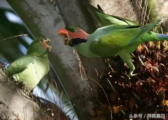 中國原生的七種鸚鵡,如今國內瀕危,卻在國外成災,被列入害鳥