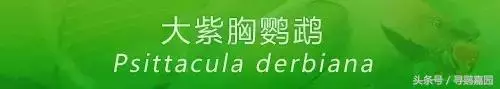 中國原生的七種鸚鵡,如今國內瀕危,卻在國外成災,被列入害鳥
