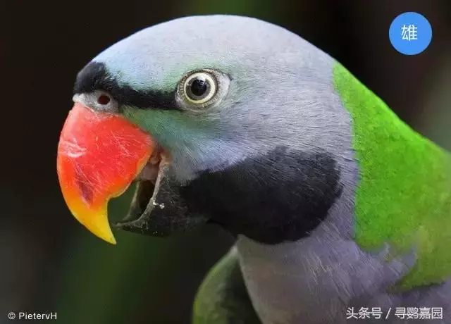 中國原生的七種鸚鵡,如今國內瀕危,卻在國外成災,被列入害鳥