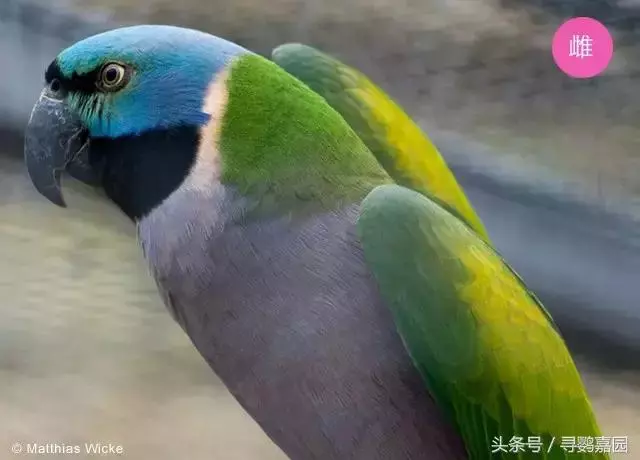 中國原生的七種鸚鵡,如今國內瀕危,卻在國外成災,被列入害鳥