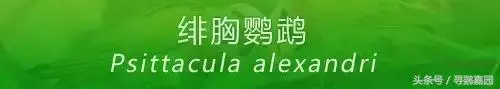 中國原生的七種鸚鵡,如今國內瀕危,卻在國外成災,被列入害鳥