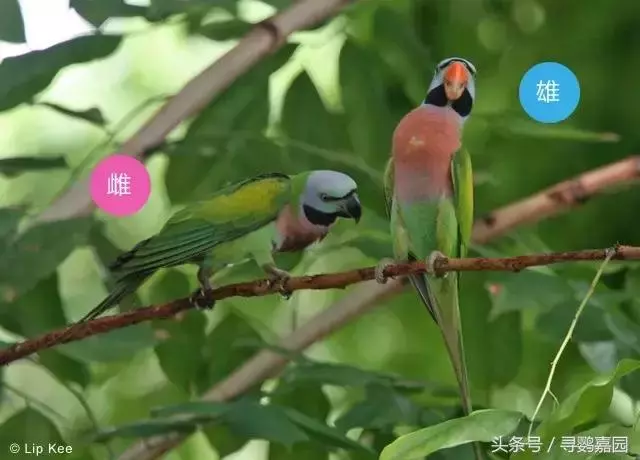 中國原生的七種鸚鵡,如今國內瀕危,卻在國外成災,被列入害鳥