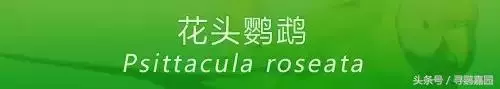 中國原生的七種鸚鵡,如今國內瀕危,卻在國外成災,被列入害鳥