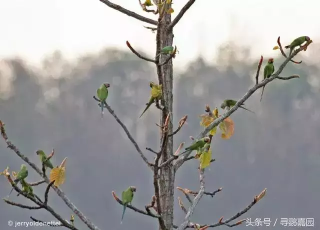 中國原生的七種鸚鵡,如今國內瀕危,卻在國外成災,被列入害鳥