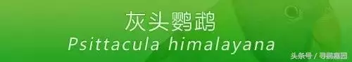 中國原生的七種鸚鵡,如今國內瀕危,卻在國外成災,被列入害鳥